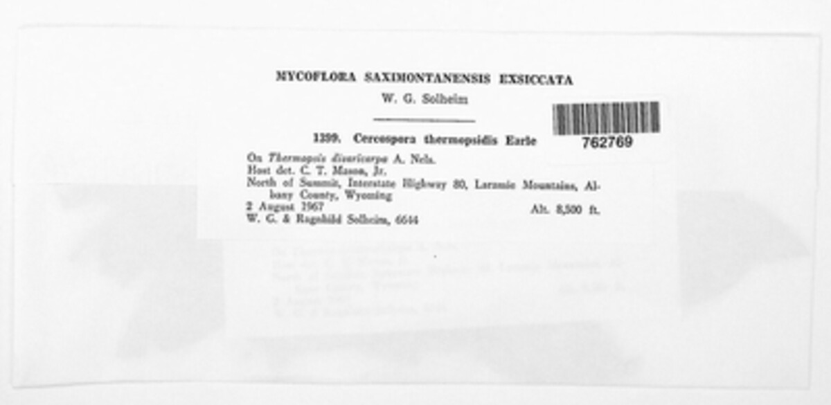 Pseudocercospora thermopsidis image